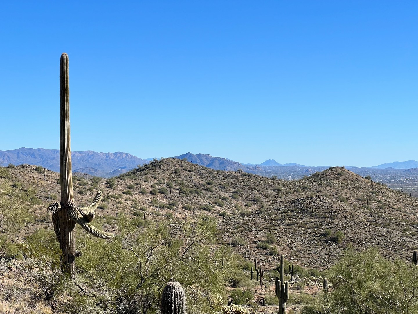 Shows the landscape of the terrain. Hikers will enjoy the beauty of the Saguaros.