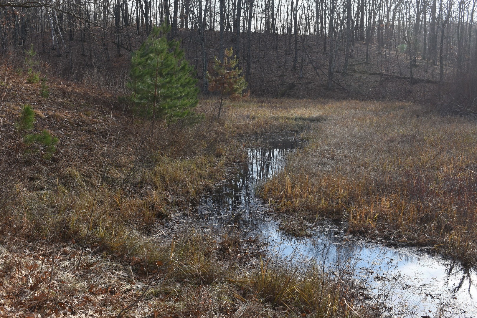 Wetlands viewed from the Hiking Club Trail at Mille Lacs Kathio State Park.