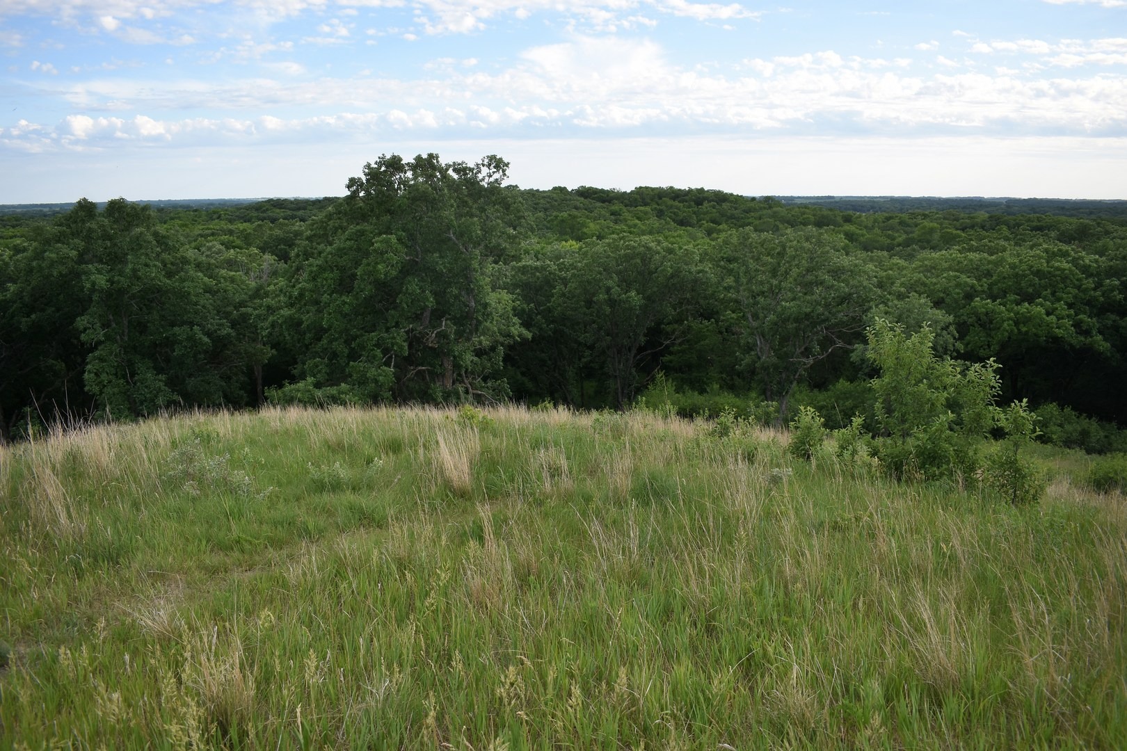 View from Mount Tom.