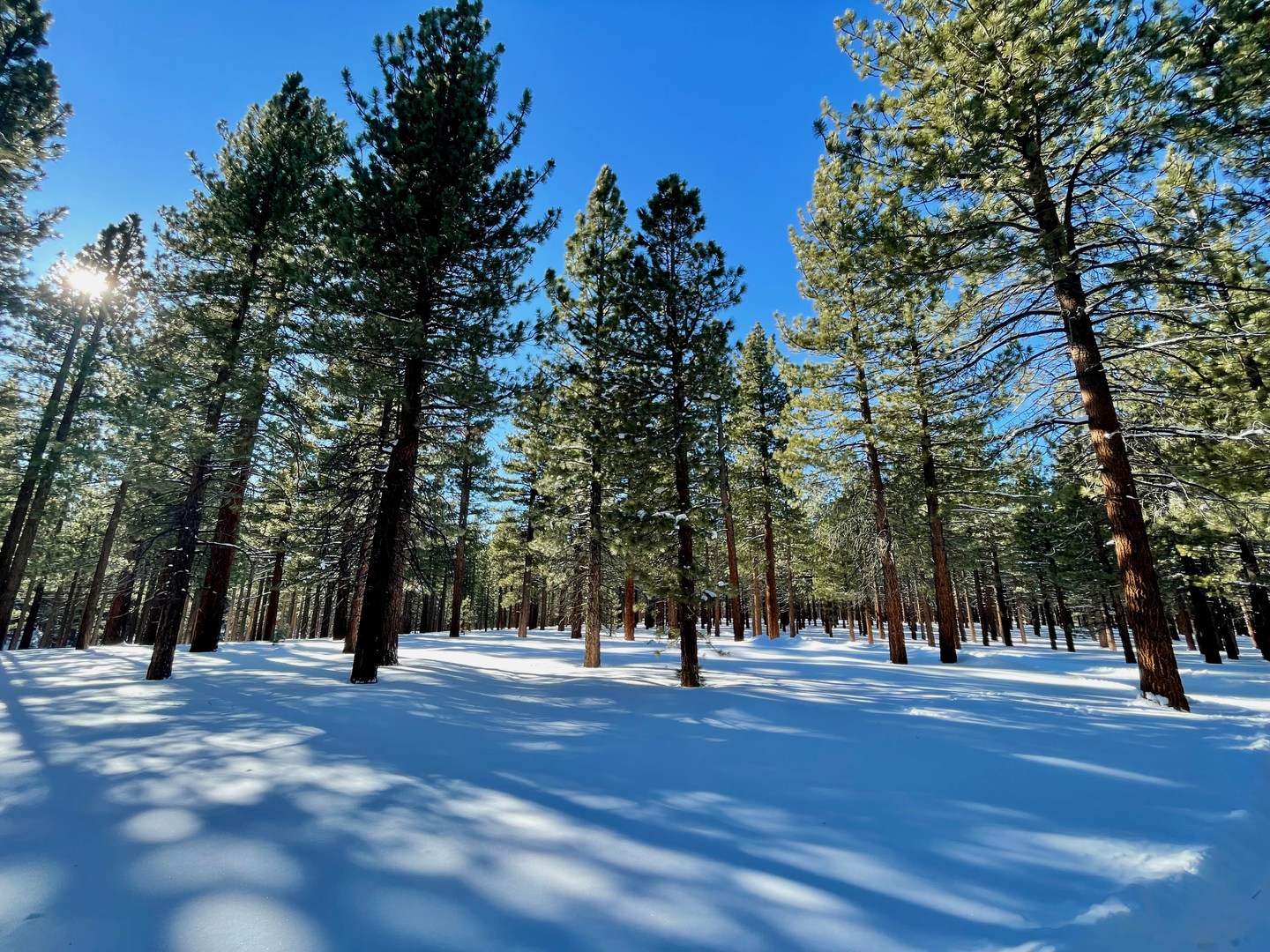Beautiful forest along the loop.