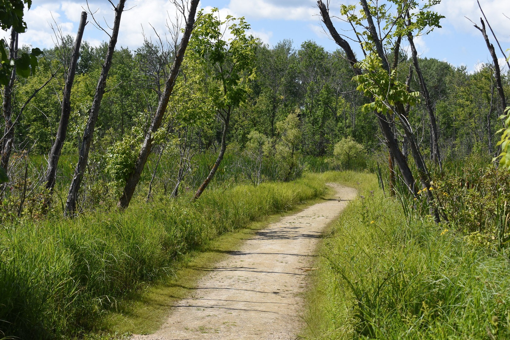 Hiking Club Trail at Lake Carlos State Park.
