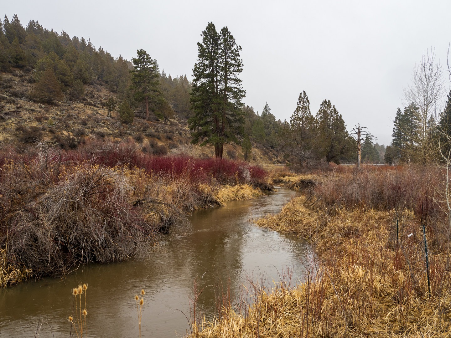 Crooked Creek flows through the park.