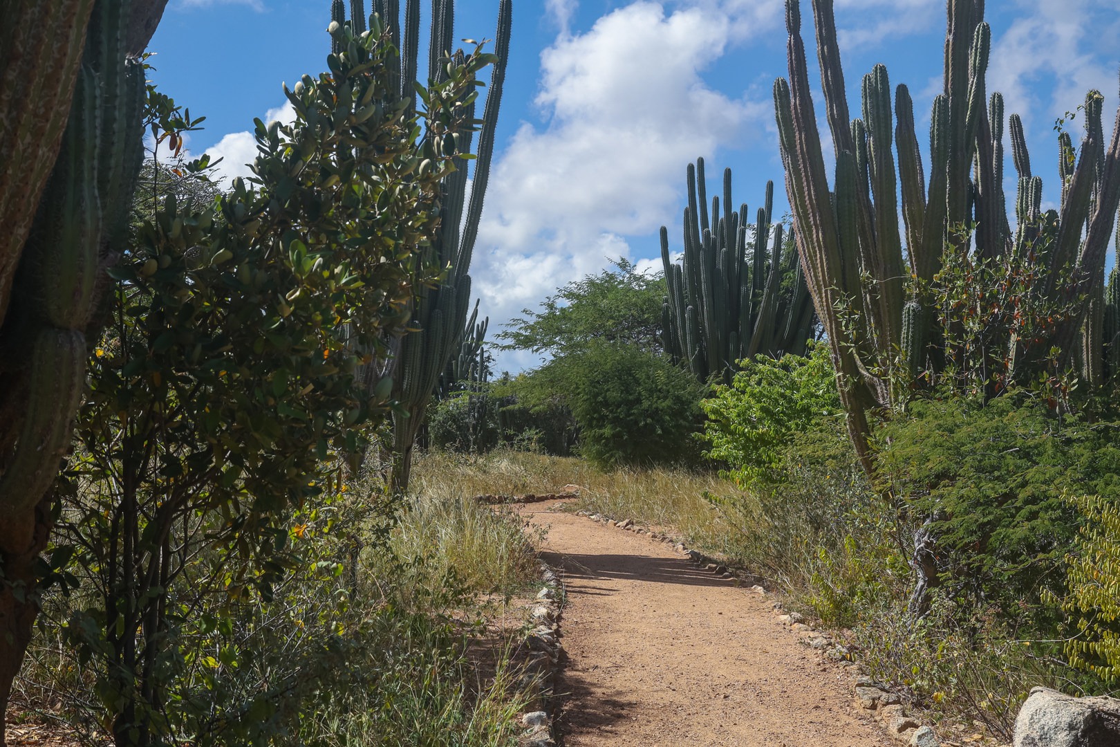 The garden area has a short path that weaves through a variety of native plants.