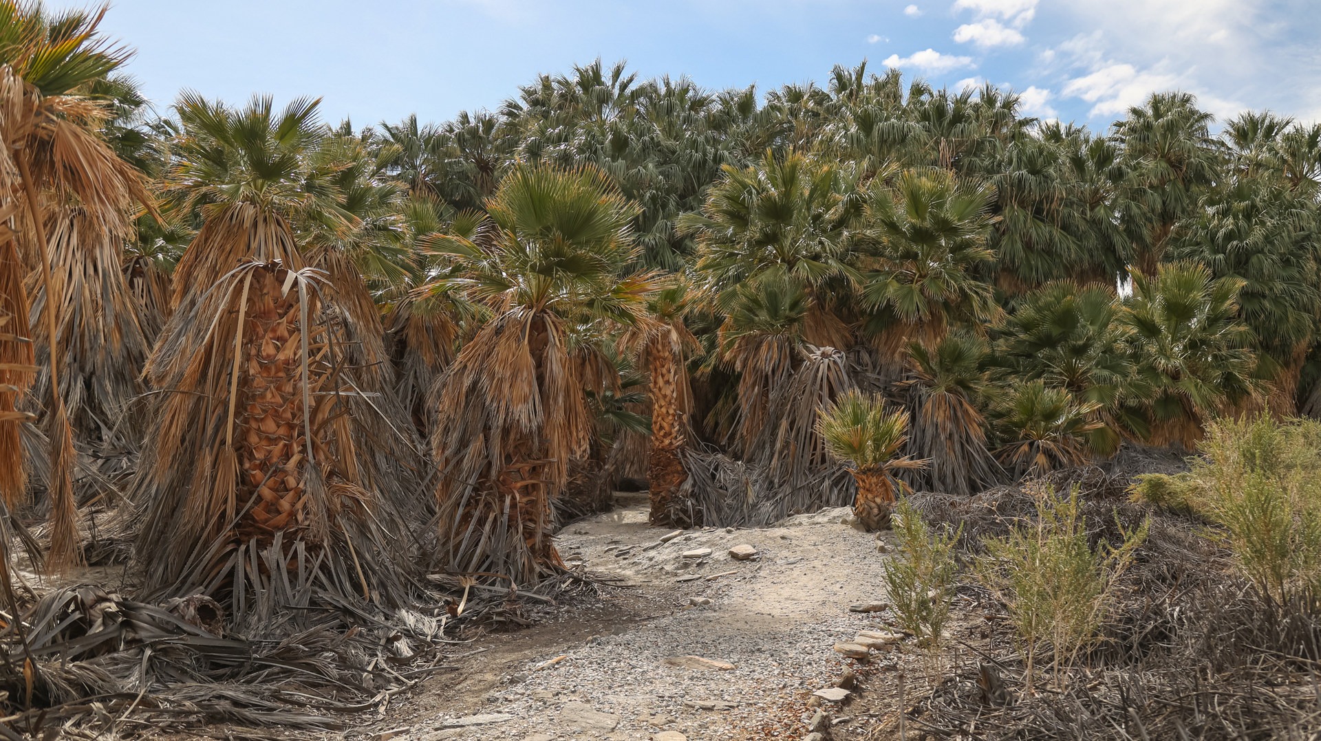 San Andreas Oasis thick with palm trees.