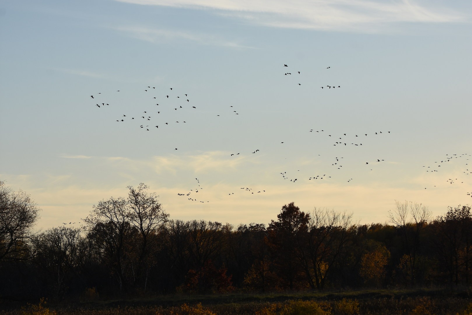 Sandhill cranes flying to their roosting site in Sherburne National Wildlife Refuge.