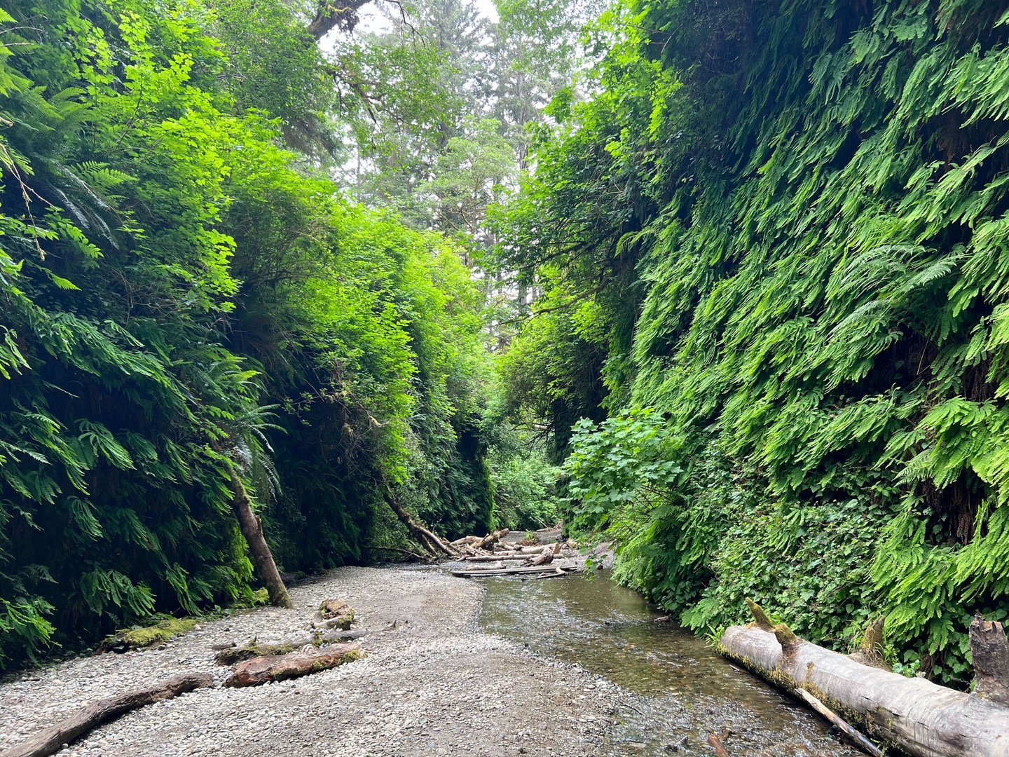 View of Fern Canyon.