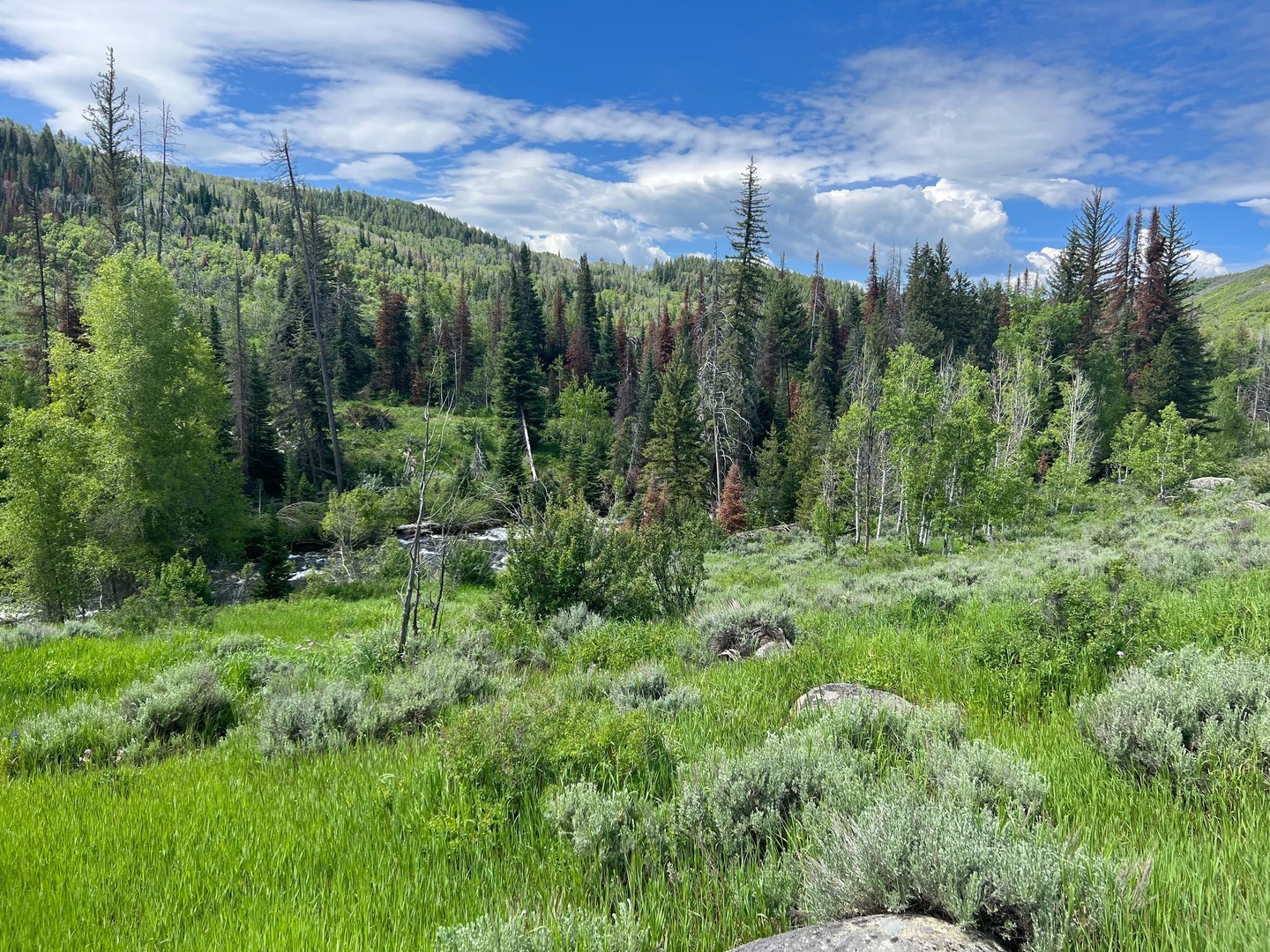 View of the trees lining Mad Creek.