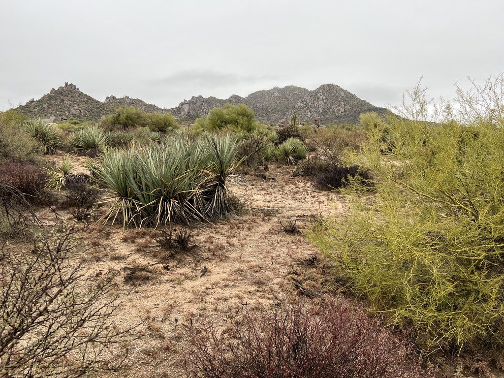 Beautiful desert landscape.