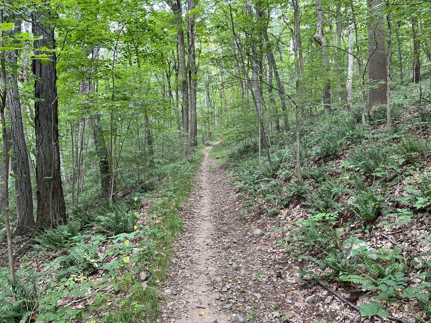 Waterloo - Cardiac loop.