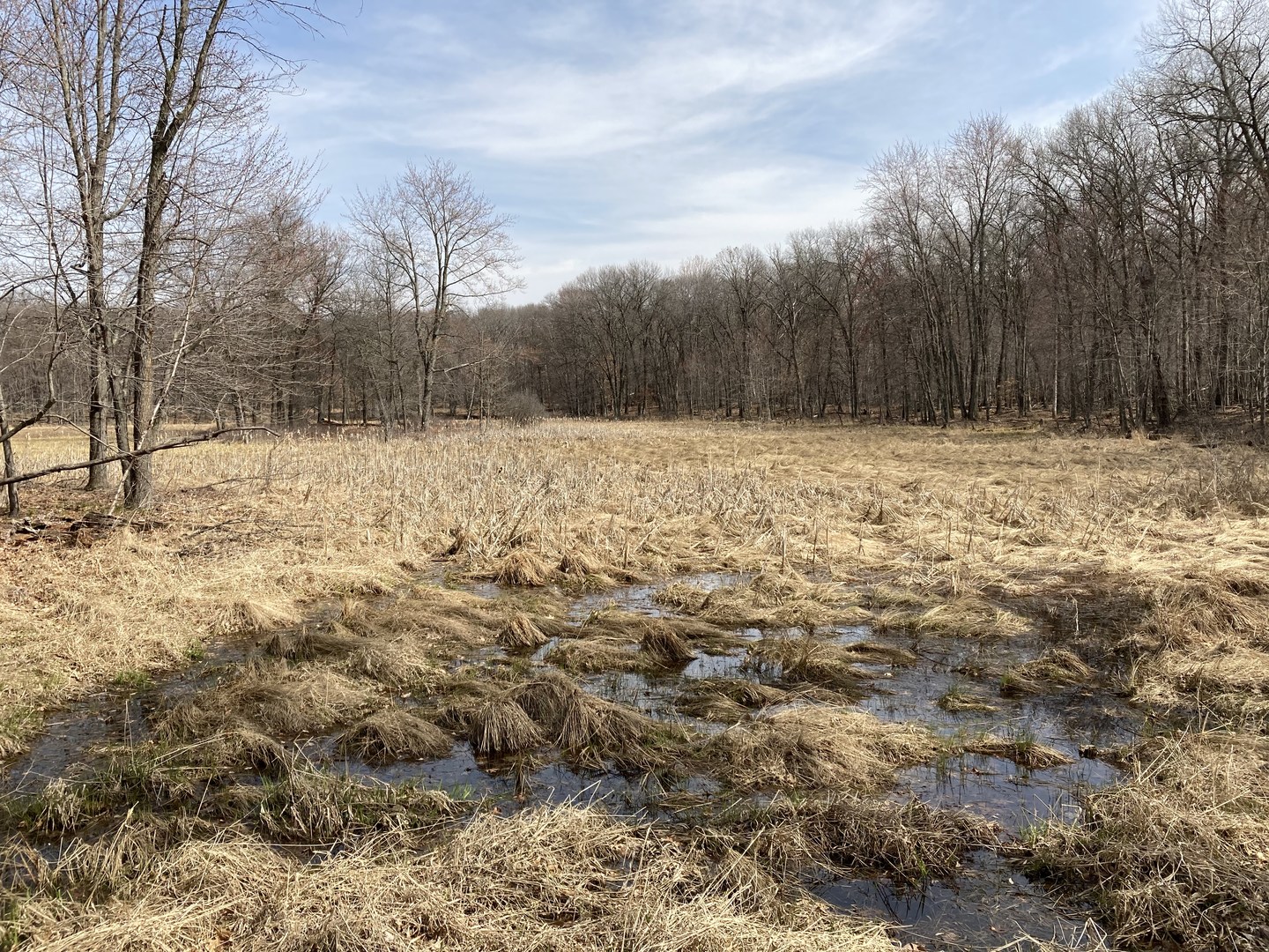 View from Blueberry Pass Trail at Linwood School Forest.