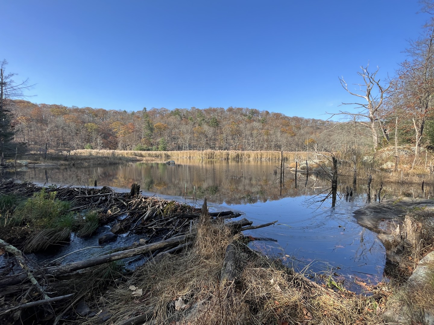 Pond created by Beaver damn.