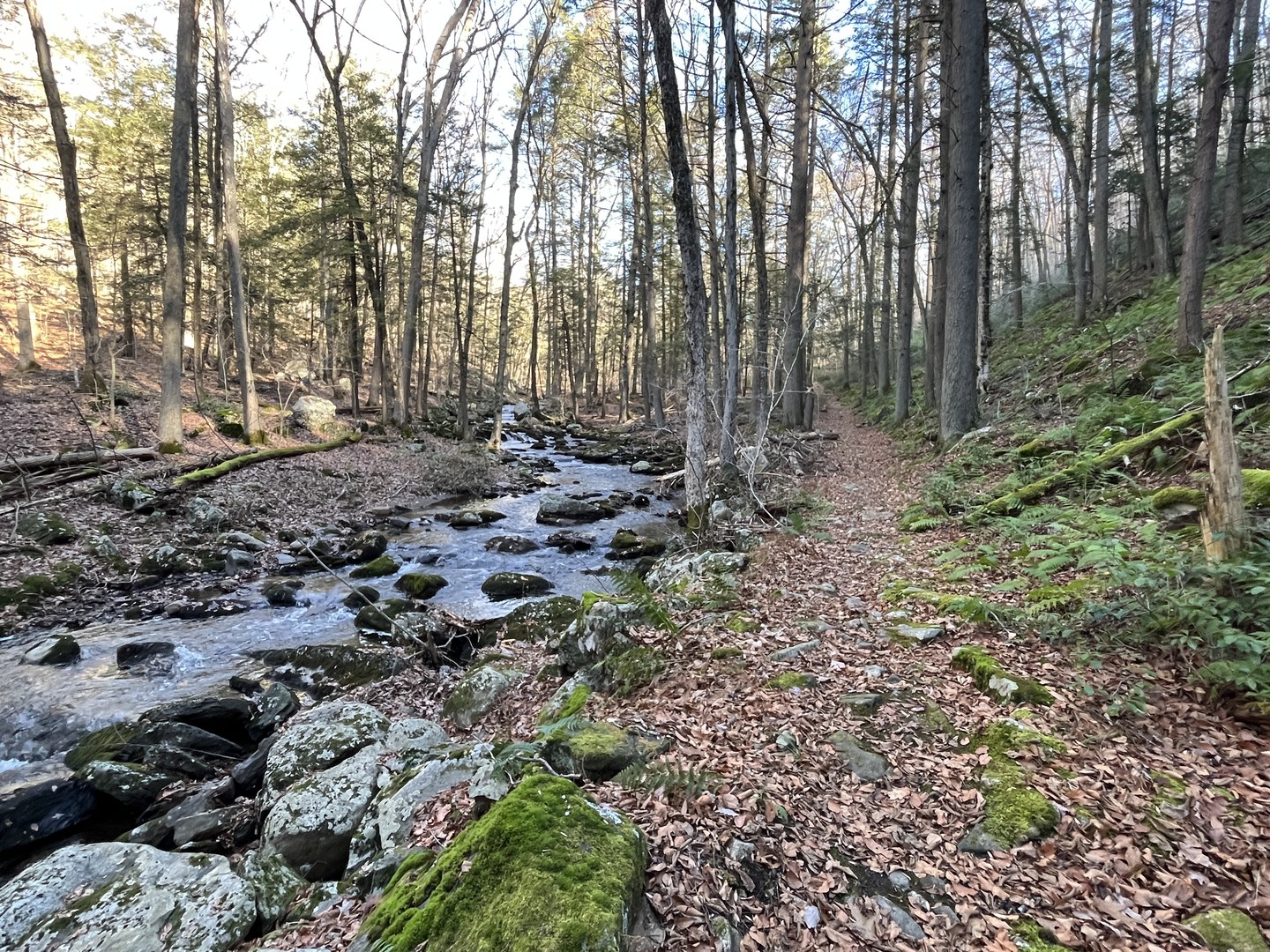 Perkins trail alongside Clove Creek.