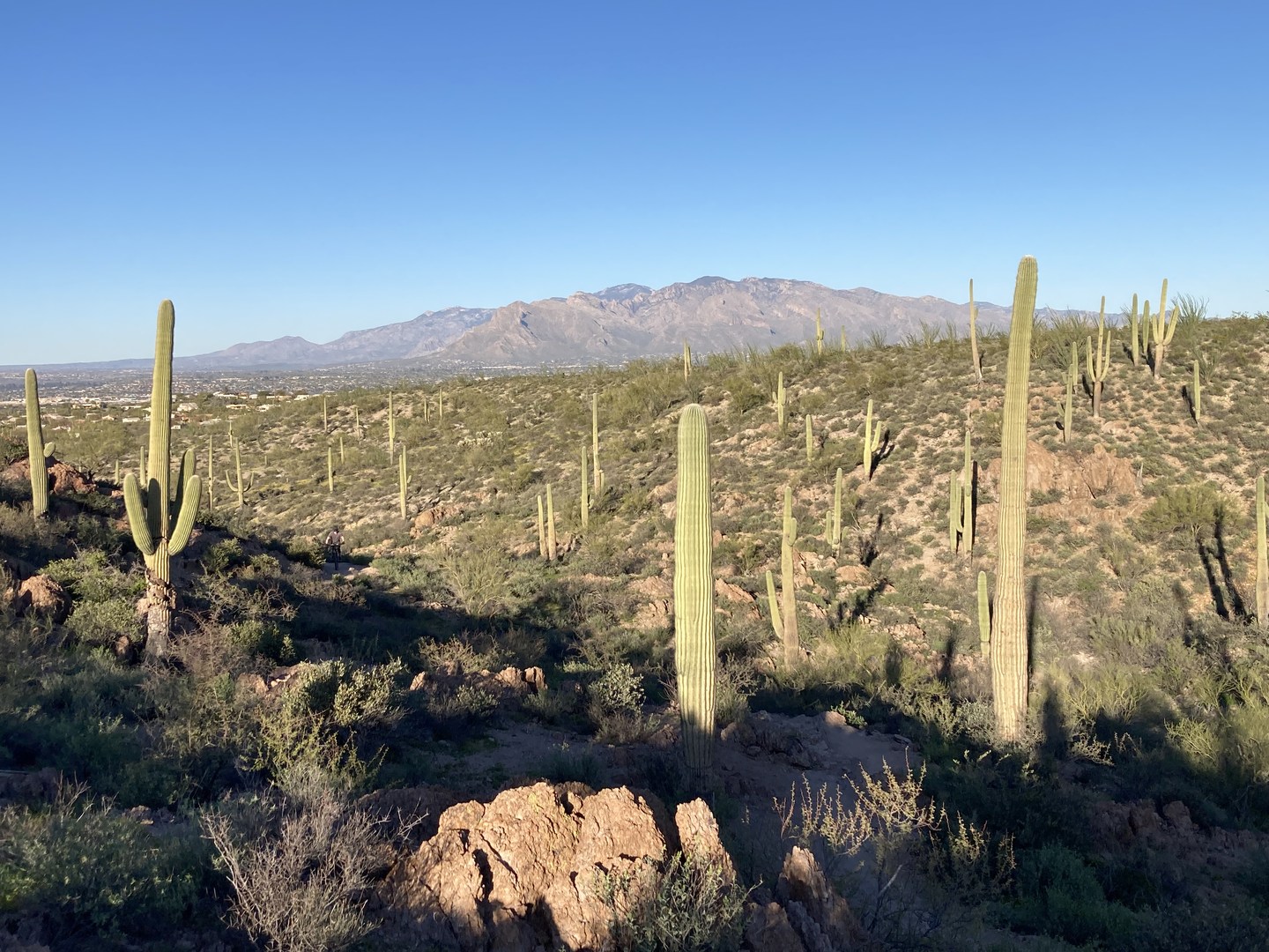 View from Wildflower Ridge Trail.