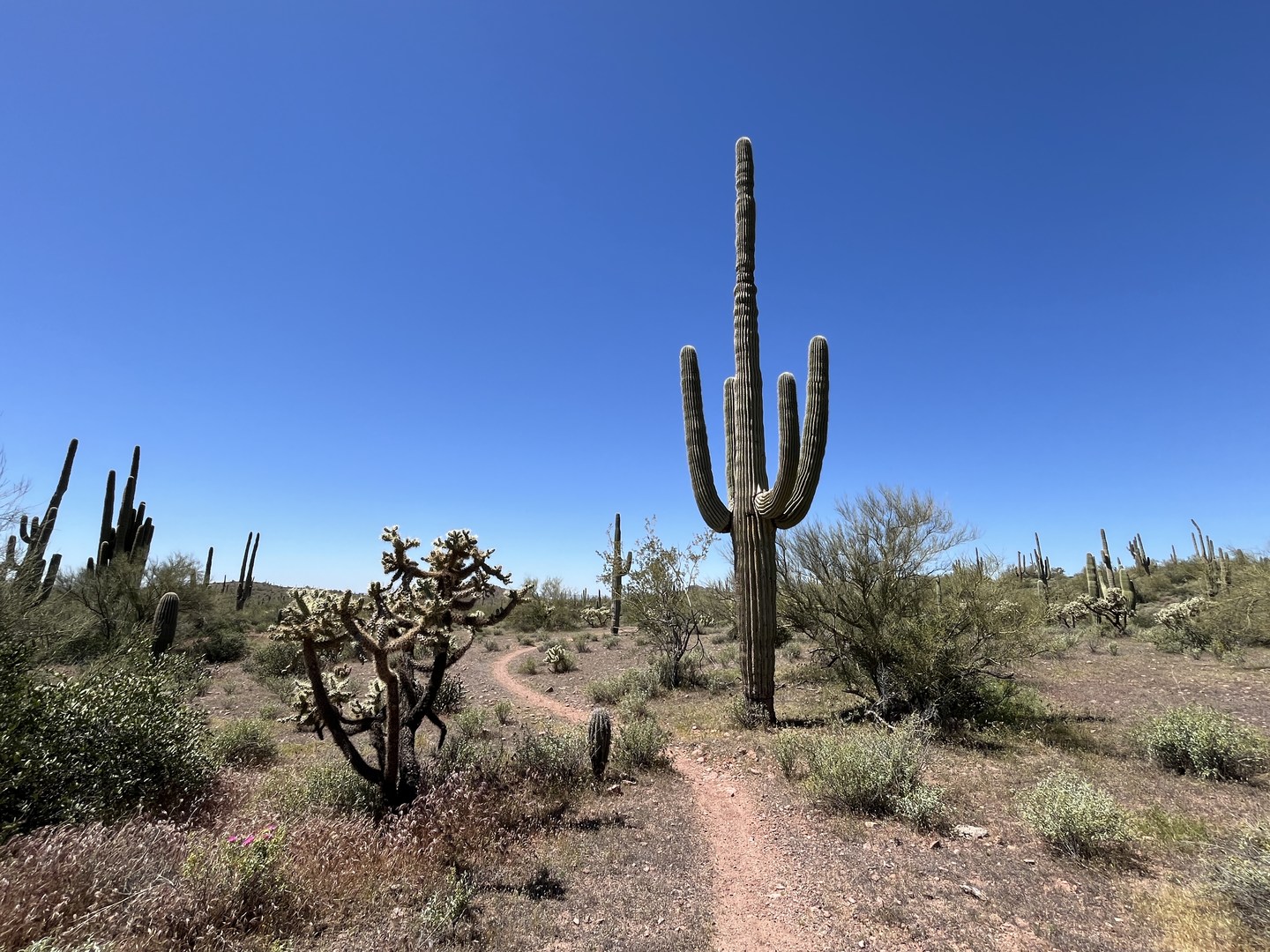 Saguaro cactus along the Cougar Trail.