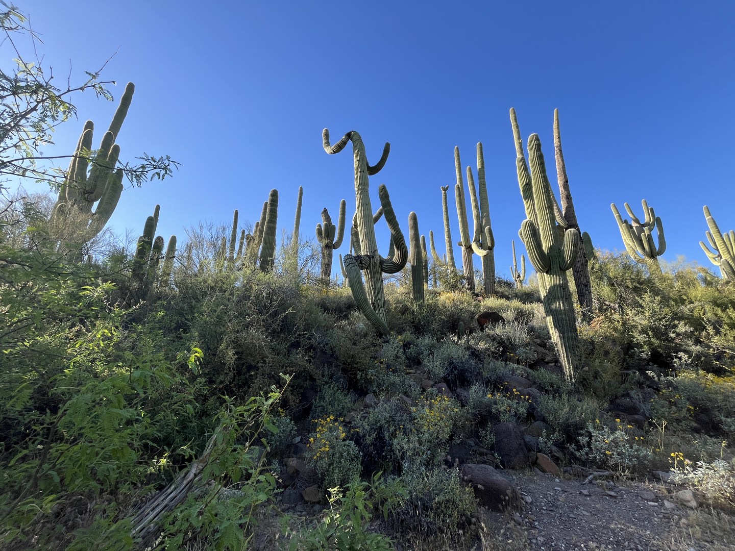Saguaro's along the Dragonfly Trail.
