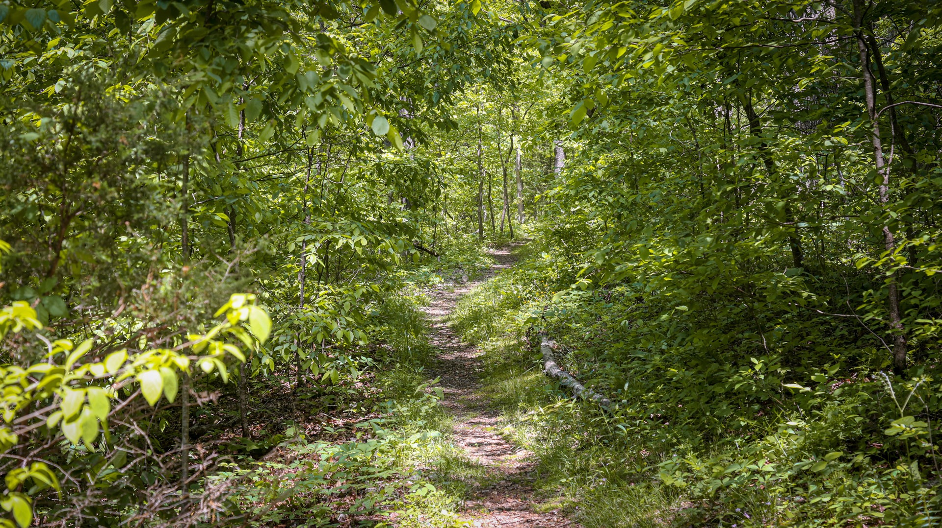 The hike is along a dirt single track that weaves through the forest.