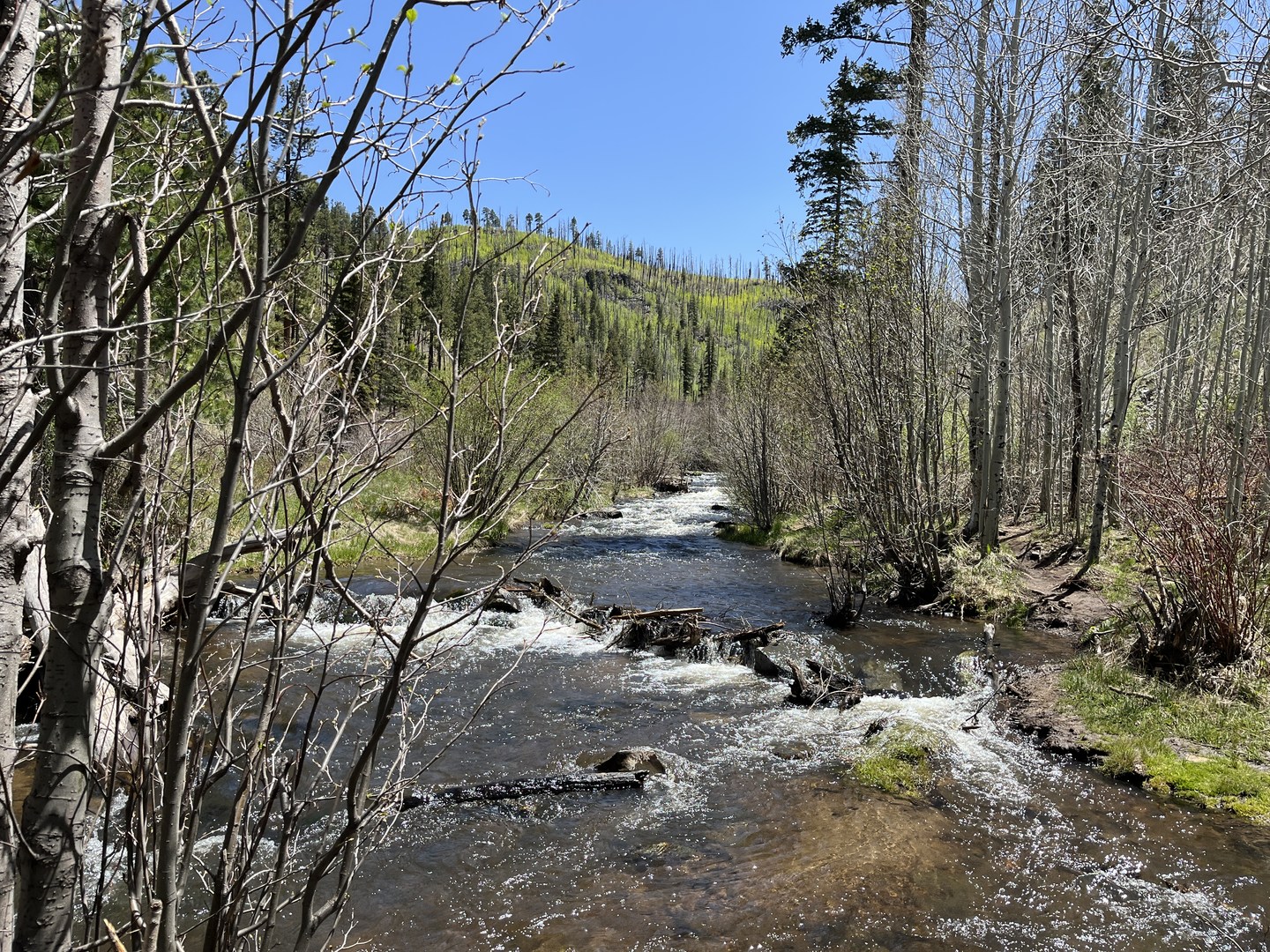 View of West Fork Little Colorado River.