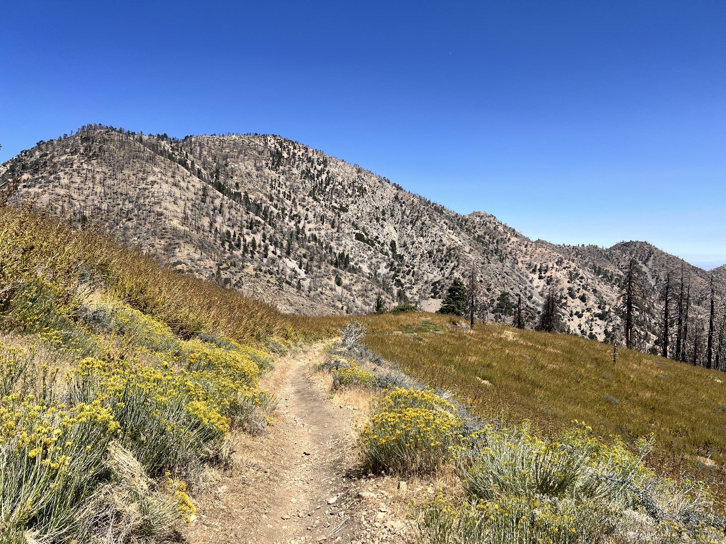 PCT near Islip Saddle.