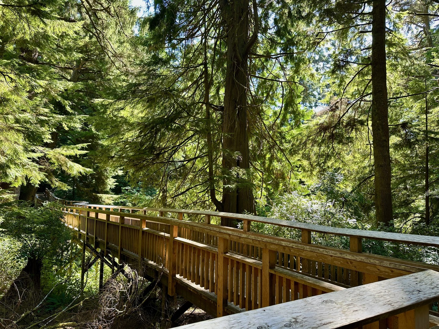 The boardwalk through the forest.