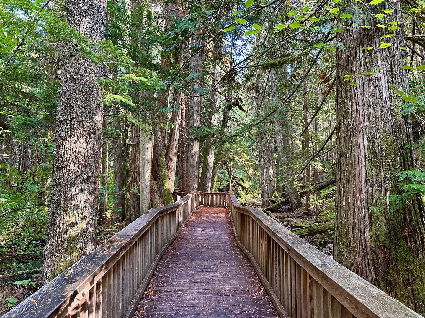 The boardwalk is beautiful and a joy to hike.