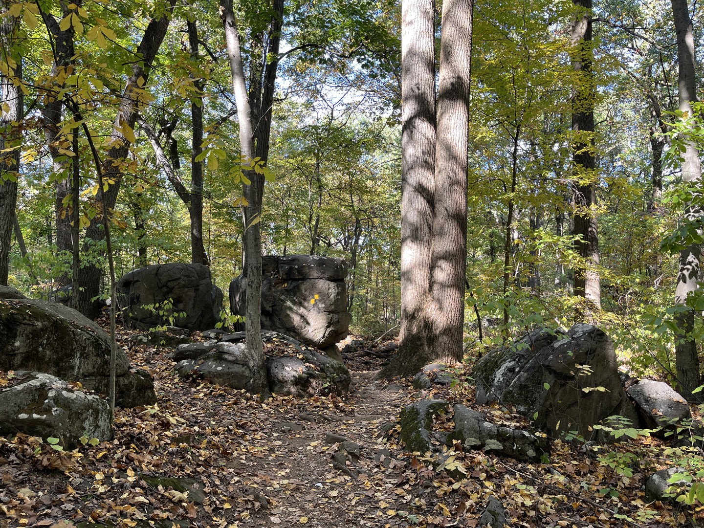 Glacier erratics in Sourland Preserve.
