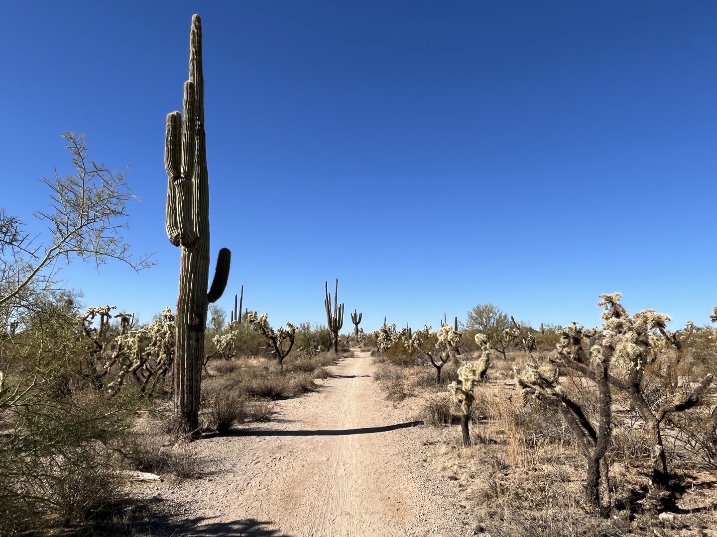 Saguaro cactus along the Blevins Trail.