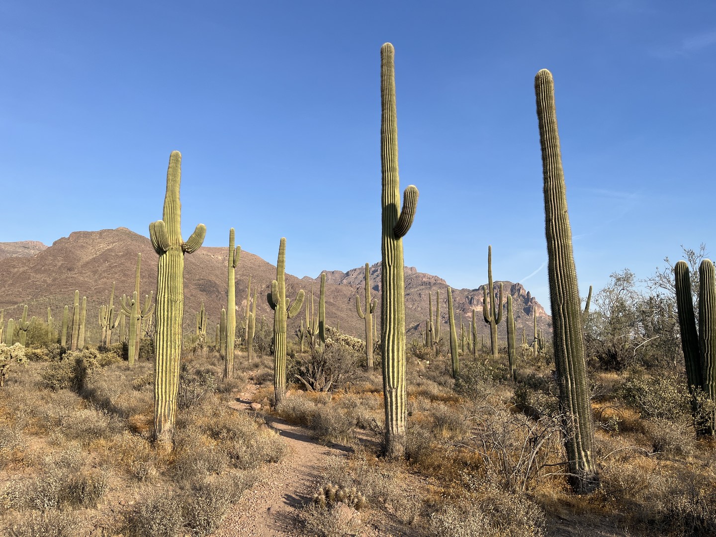Saguaros along the Goldmine Trail - West.