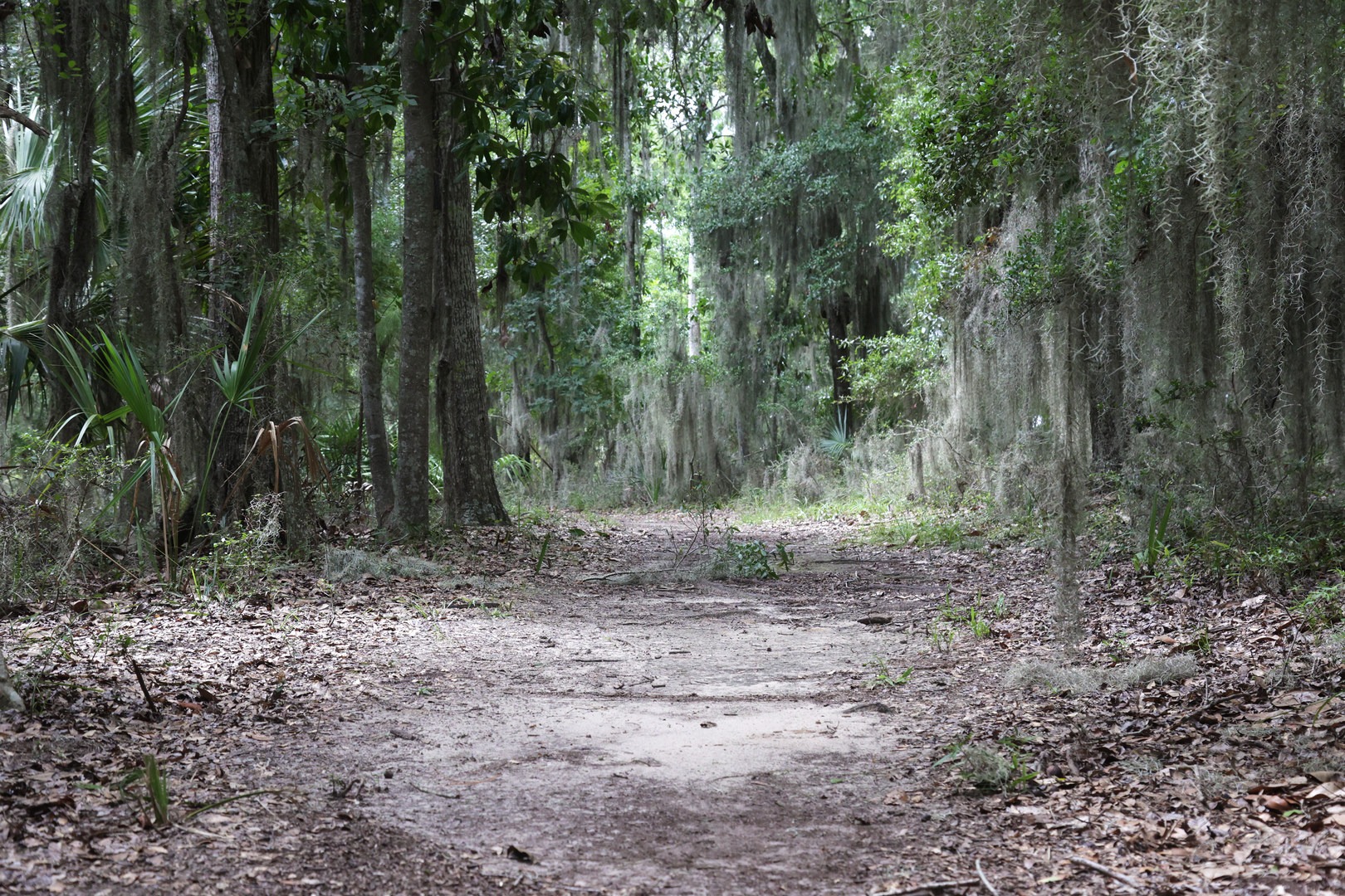 Magnolia Trail through Fort McAllister State Park.
