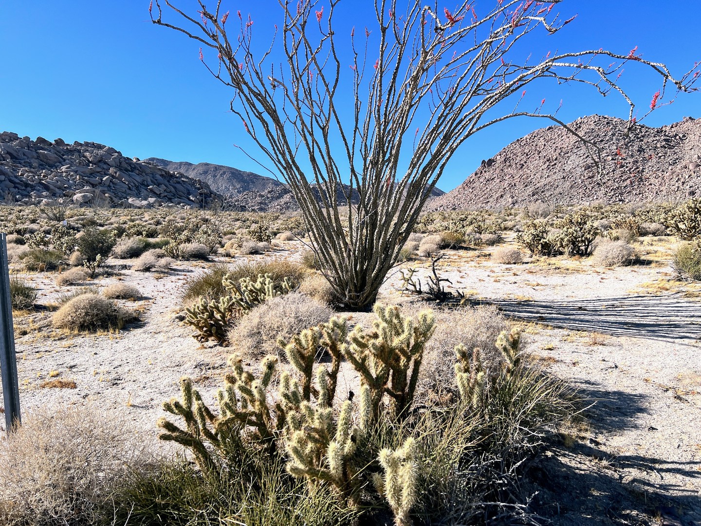 Mortero Canyon - Ocotillo