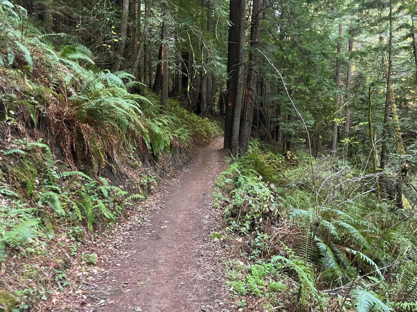 In the lower reaches of the trail. Watch for banana slugs!