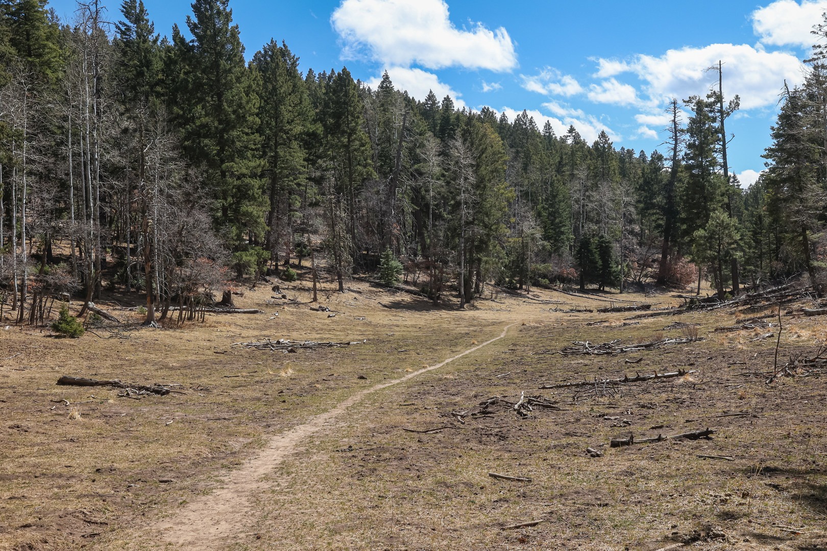 Little Apache Trail in Lincoln National Forest above the town of Cloudcroft, New Mexico.