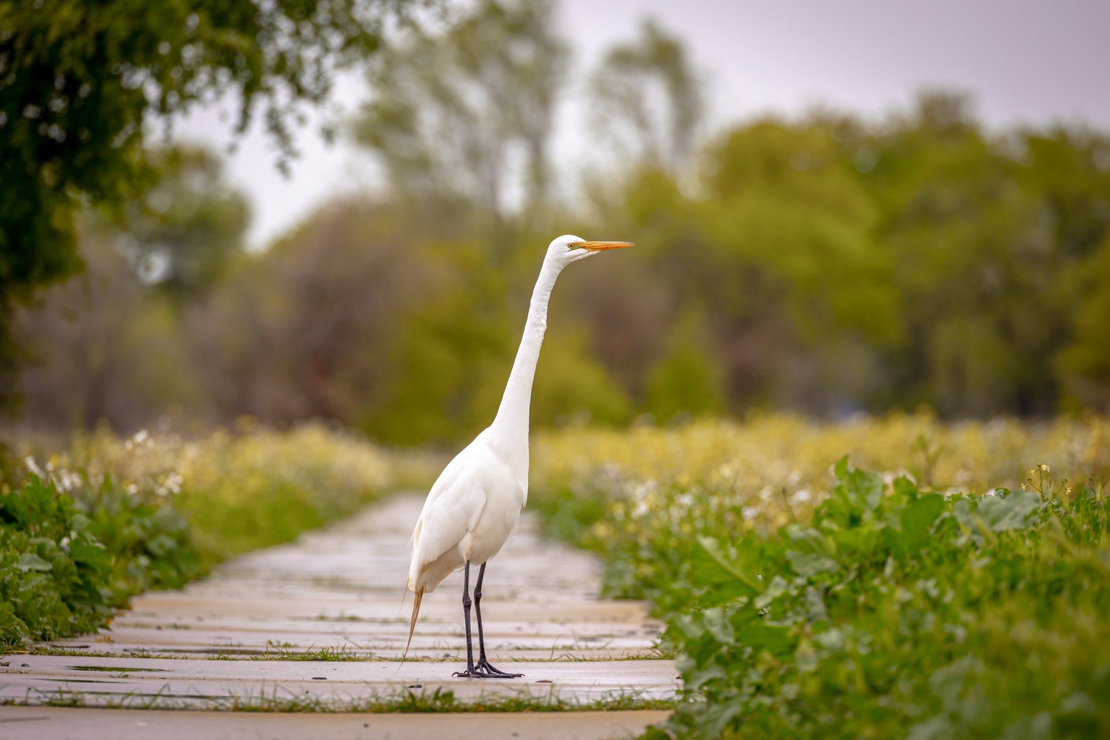 Great egret in the Cosumnes River Preserve.