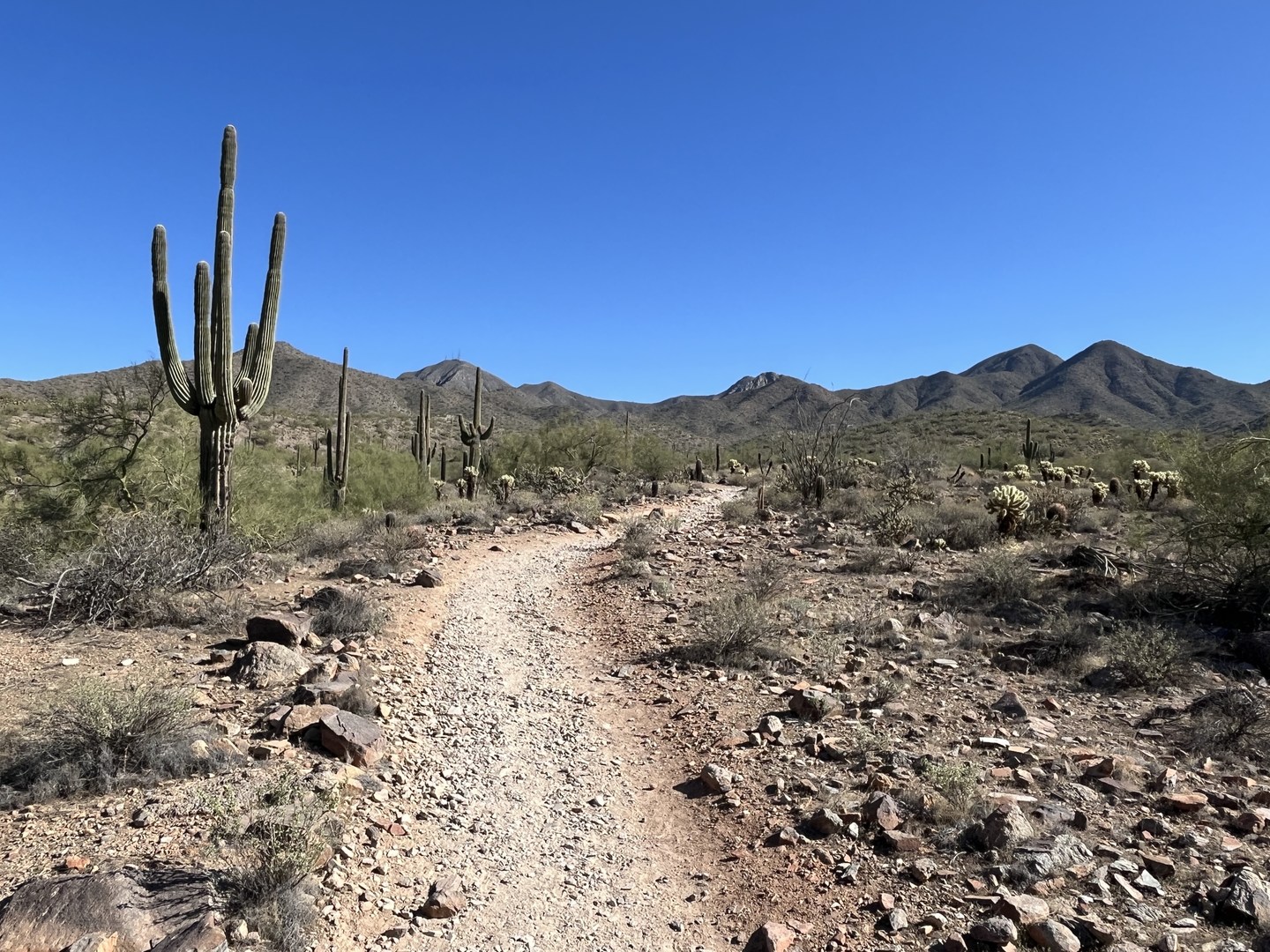 View from the Lost Dog Wash trail.