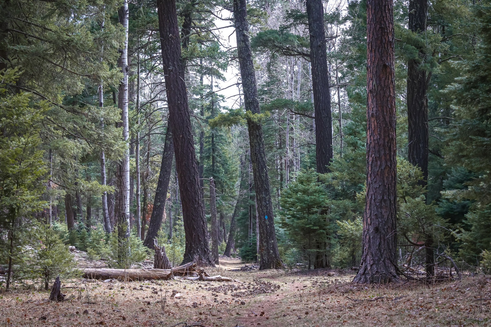The trail weaves and meanders through the wooded area, nestled between the highway and several campgrounds.