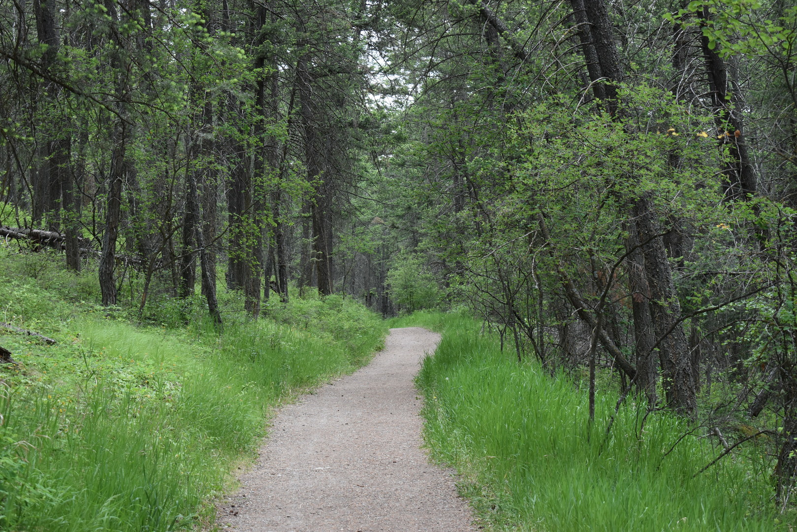 It's a climb the entire Lone Pine Trail, but consistently not too steep.
