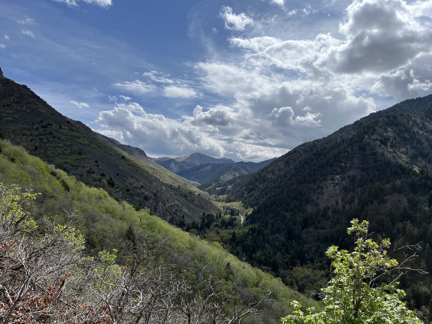 View east on the Pipeline trail.
