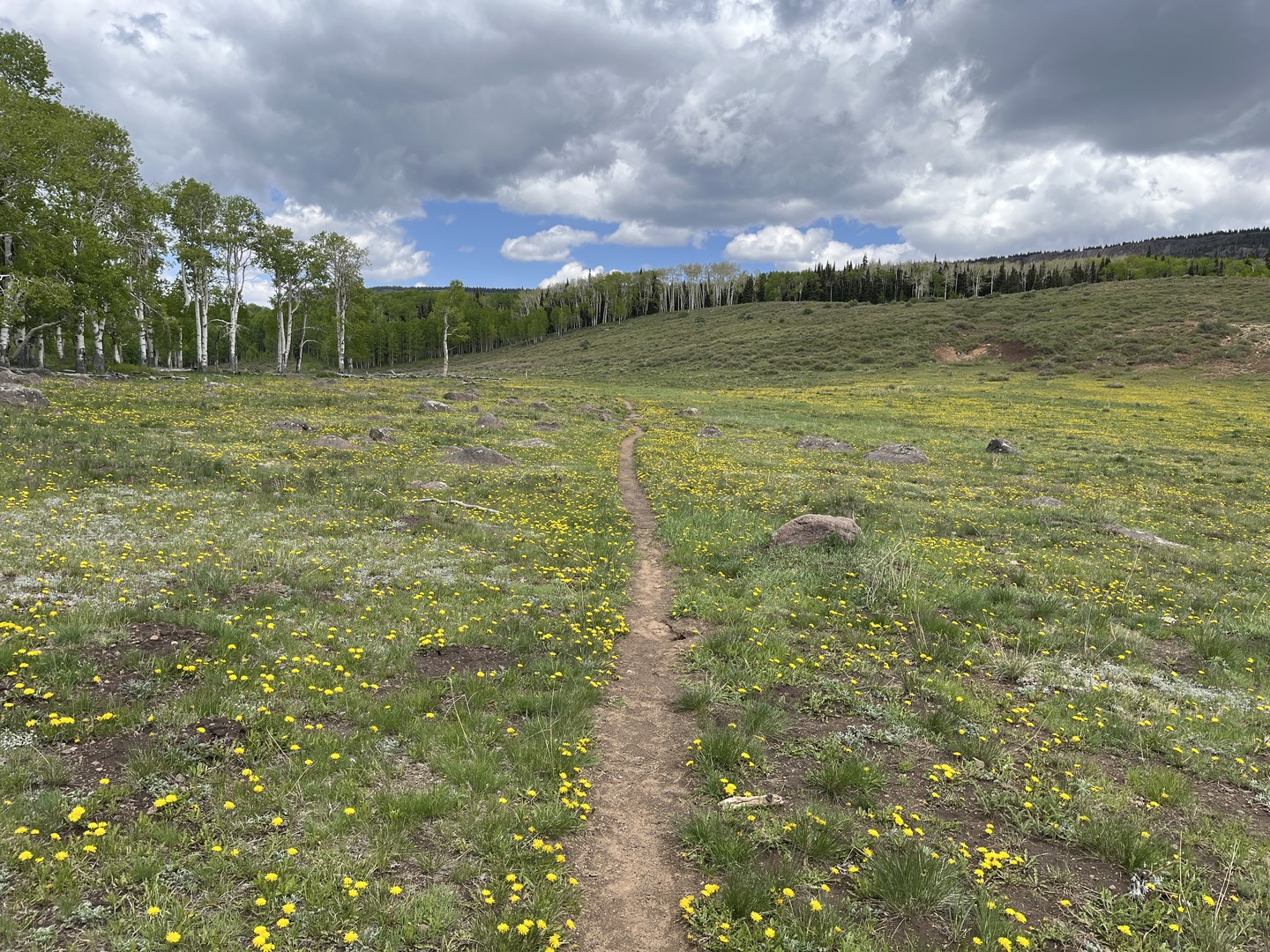 Trail through open meadow.