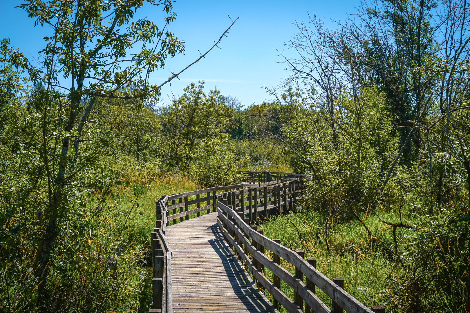 The highlight of the hike is over the wetlands boardwalk.