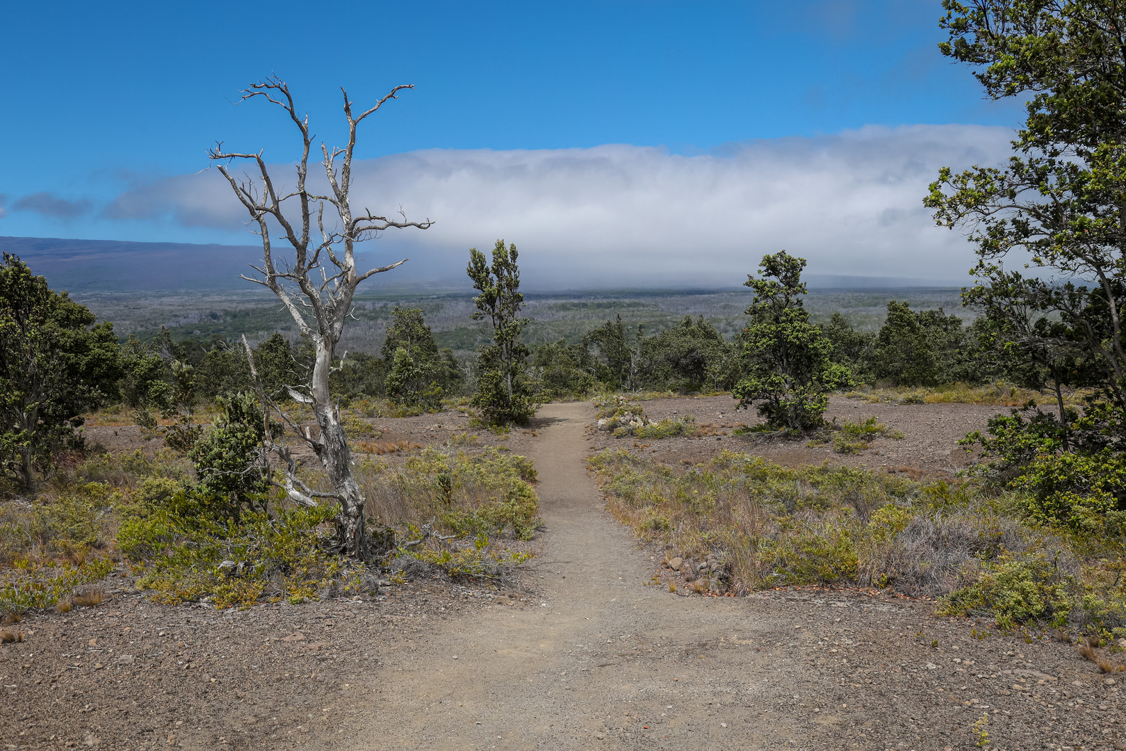 Jaggar Museum Trail within Hawai'i Volcanoes National Park.