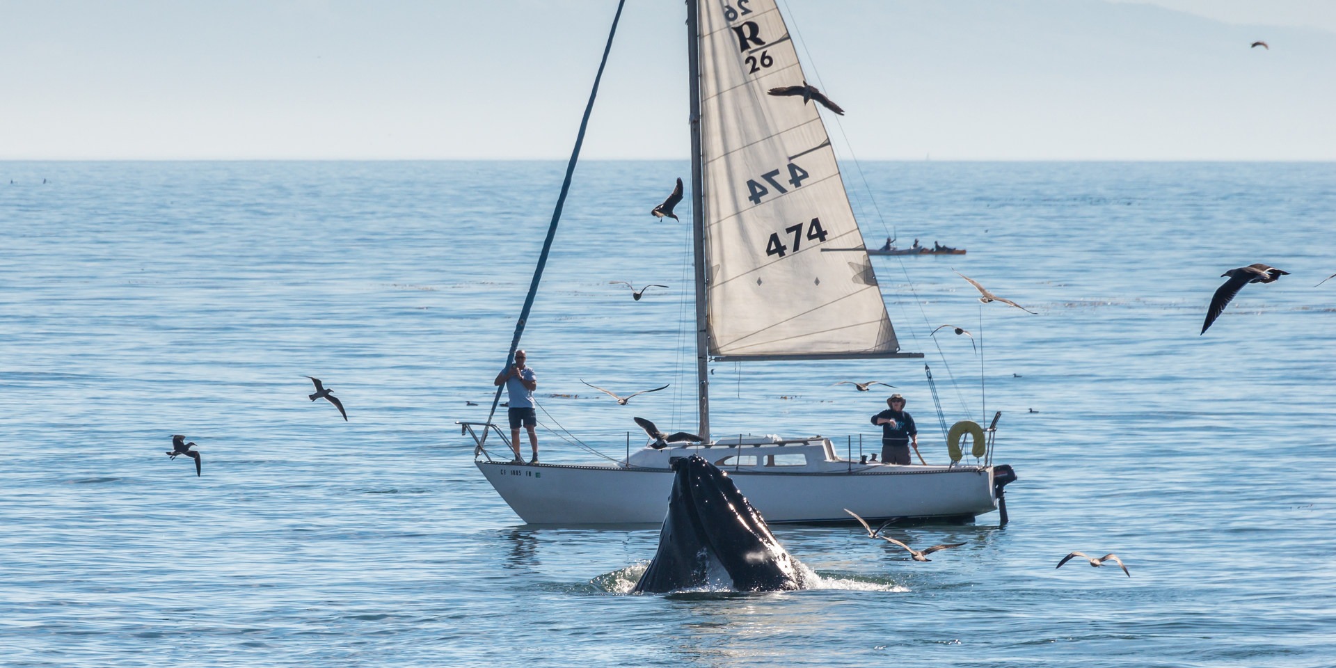 Whale breach at Seabright State Beach.