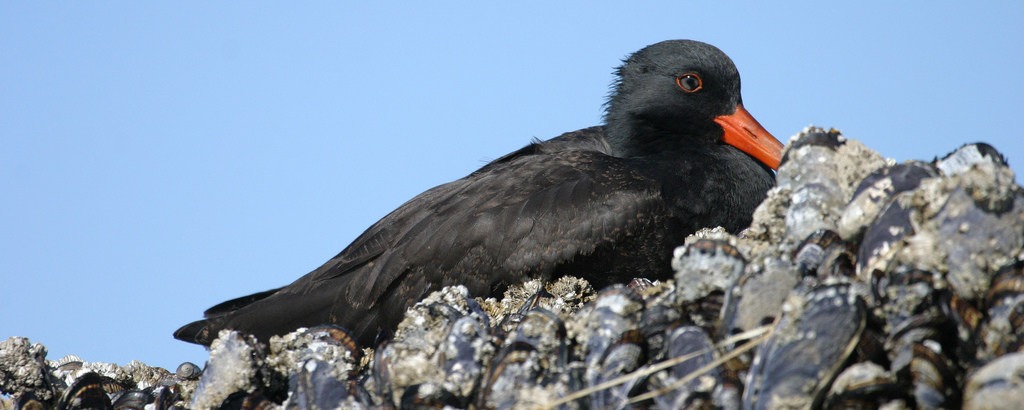 Black oystercatcher at Three Arch Rocks. Photo courtesy of Dave Ledig/USFWS.