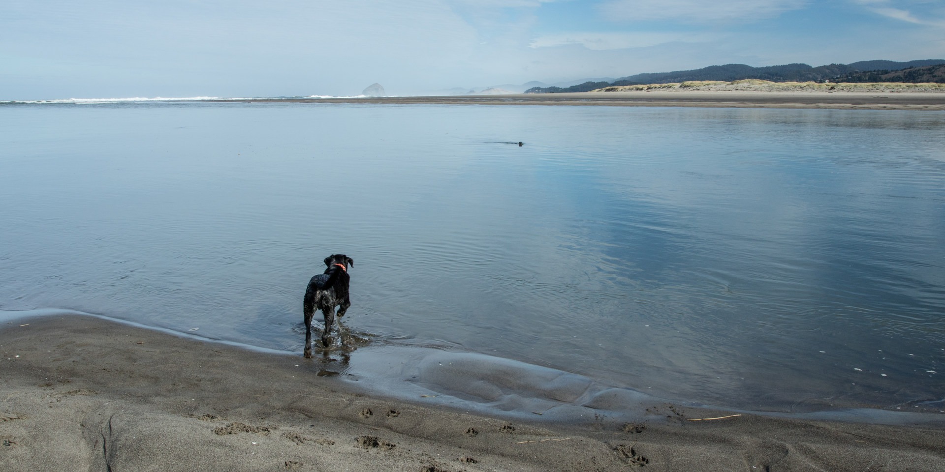 Winema Beach is dog friendly.