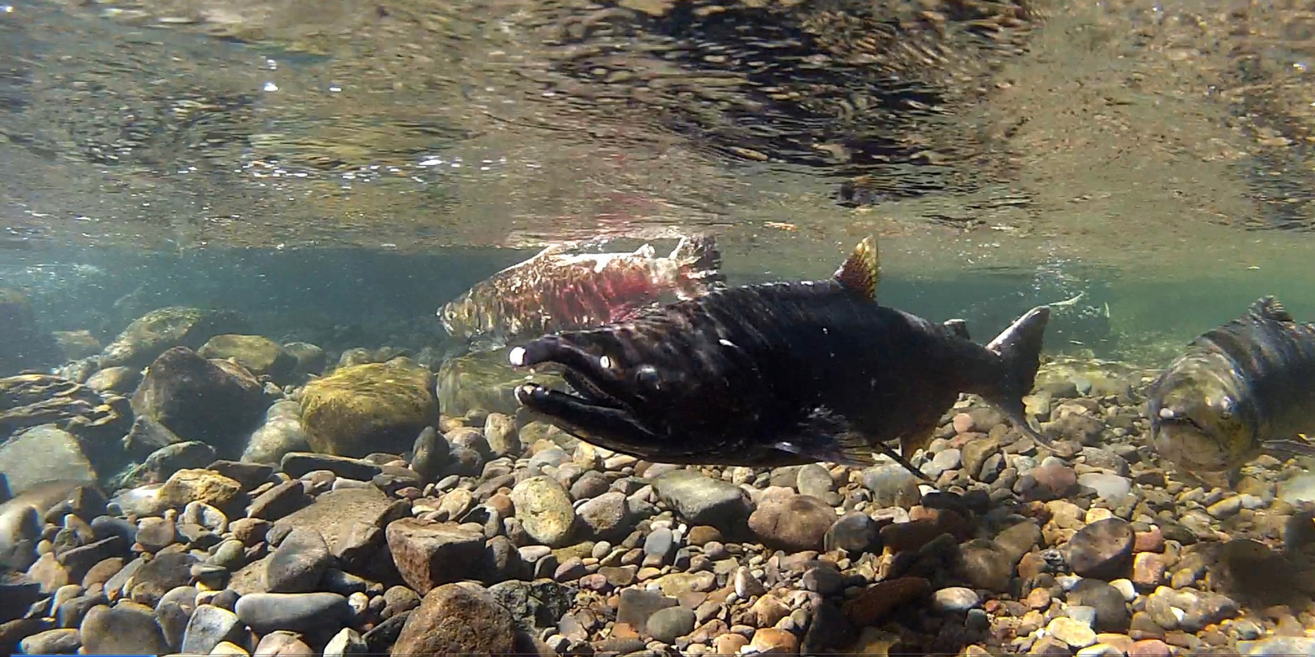 Salmon in the Pacific Northwest.