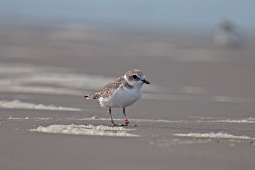Western Snowy Plover. Photo courtesy of Peter Pearsall/USFWS.