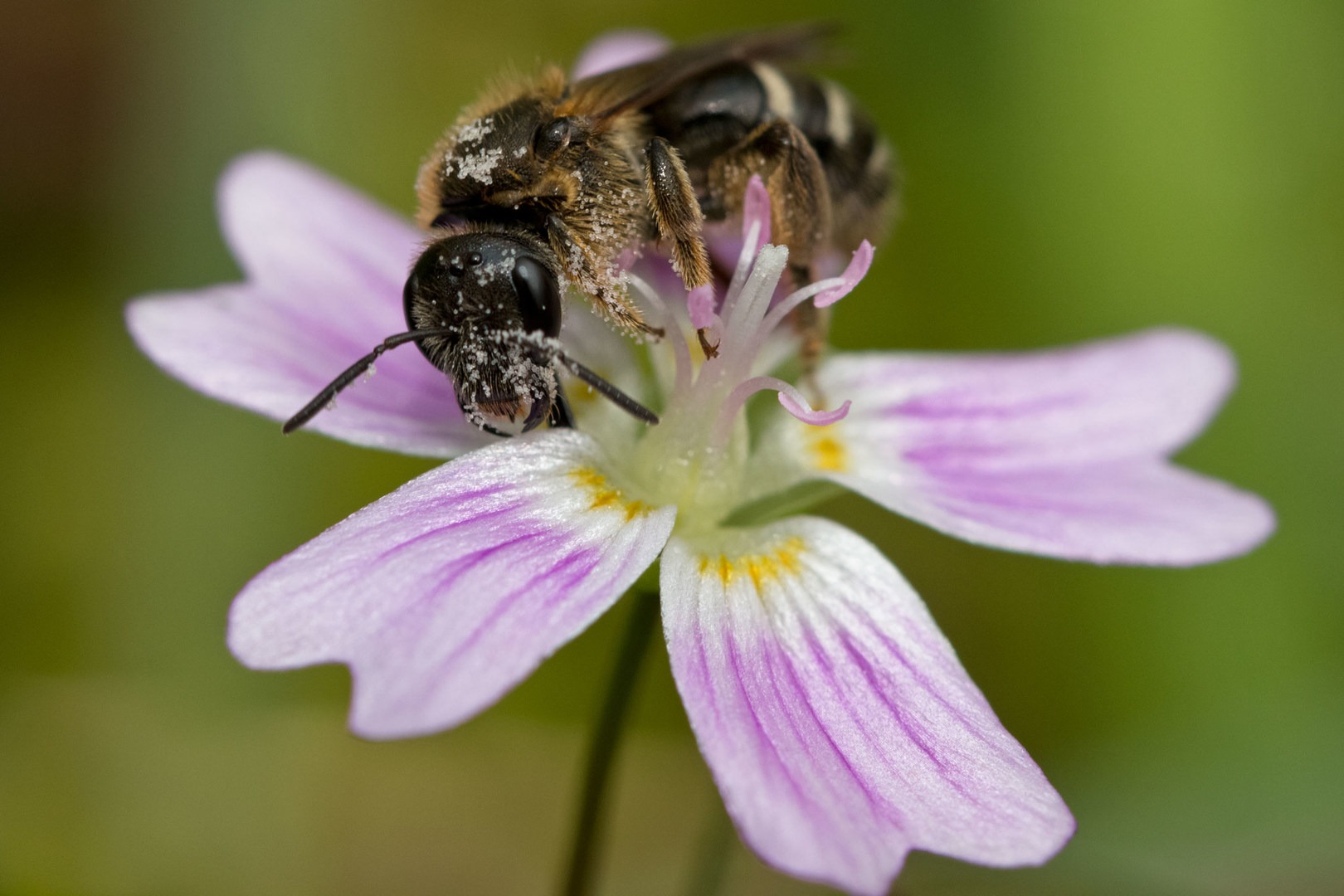 Sweat bee (Halictus sp.) on candyflower (Claytonia sibirica). Photo courtesy of Peter Pearsall/USFWS.