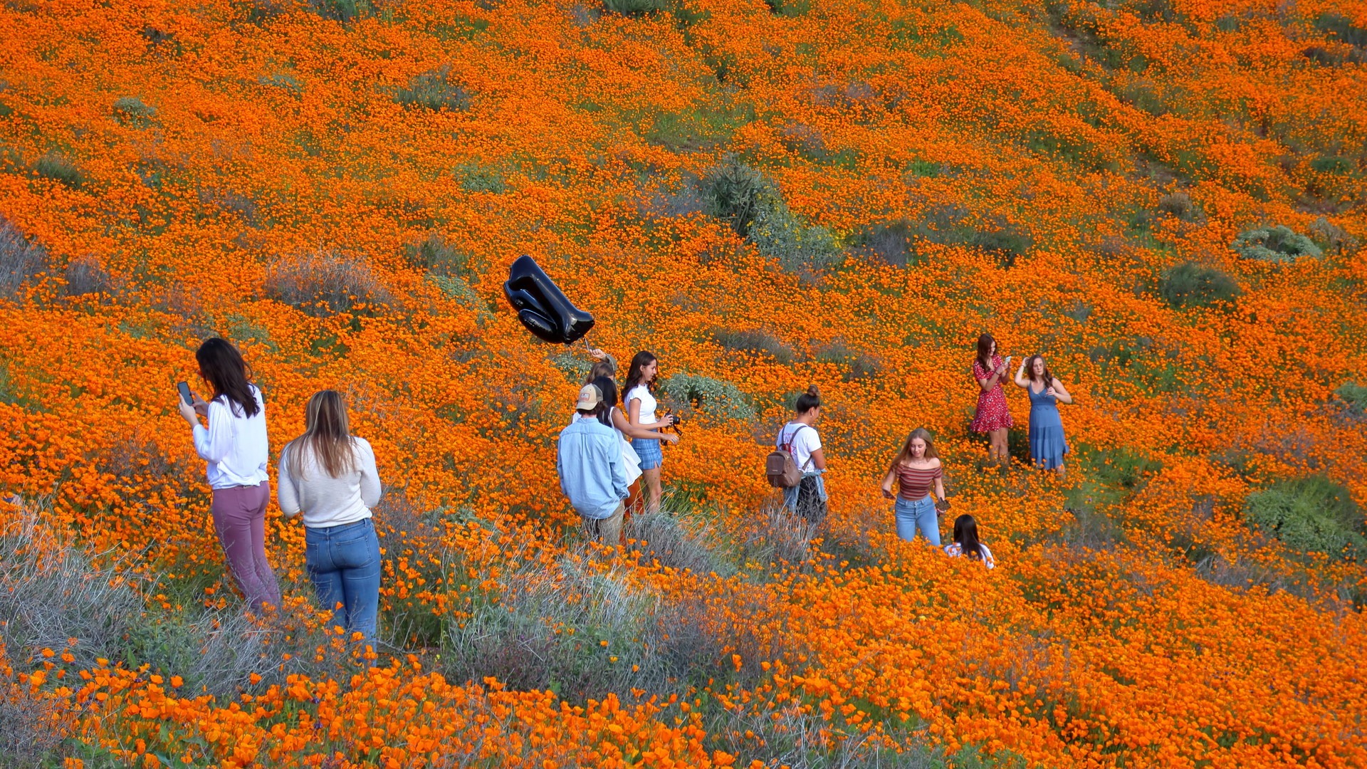 190313 081 Lake Elsinore, Walker Canyon - Hill Top Drive Trail, Instagram nitwits trampling Echscholzia californica California Poppy.
