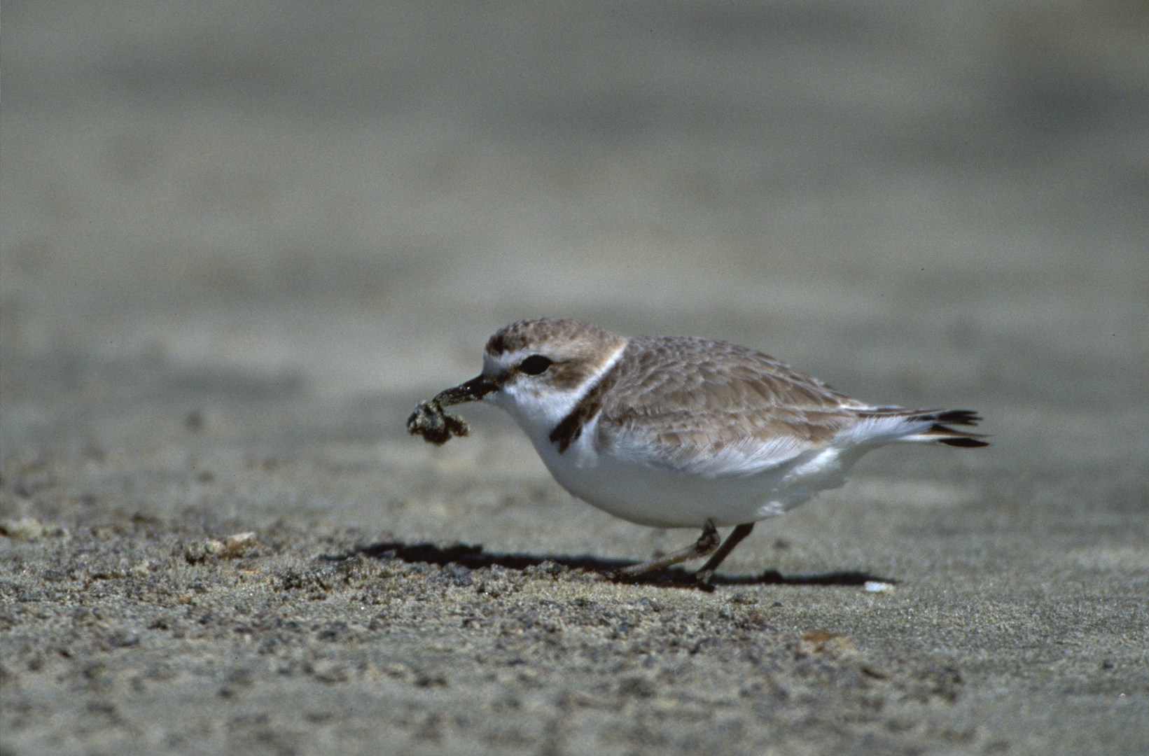 Western Snowy Plover Adult Feeding Photo courtesy of D. Pitkin/USFWS.