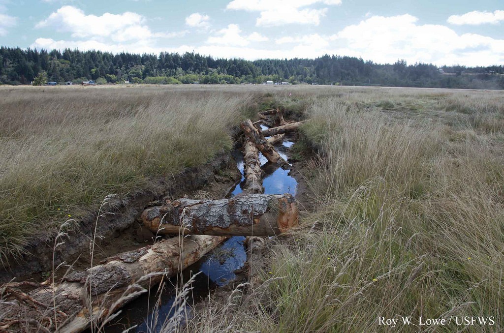 Woody debris emplaced in the smaller constructed channels of Bandon Marsh. Photo courtesy of Roy W. Lowe/U.S. Fish and Wildlife Service.