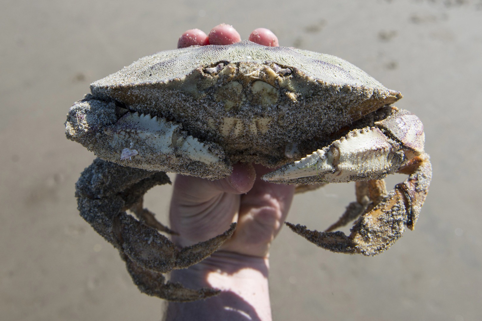 Crabbing + Clamming on the Oregon Coast Rules, Regulations + Licenses