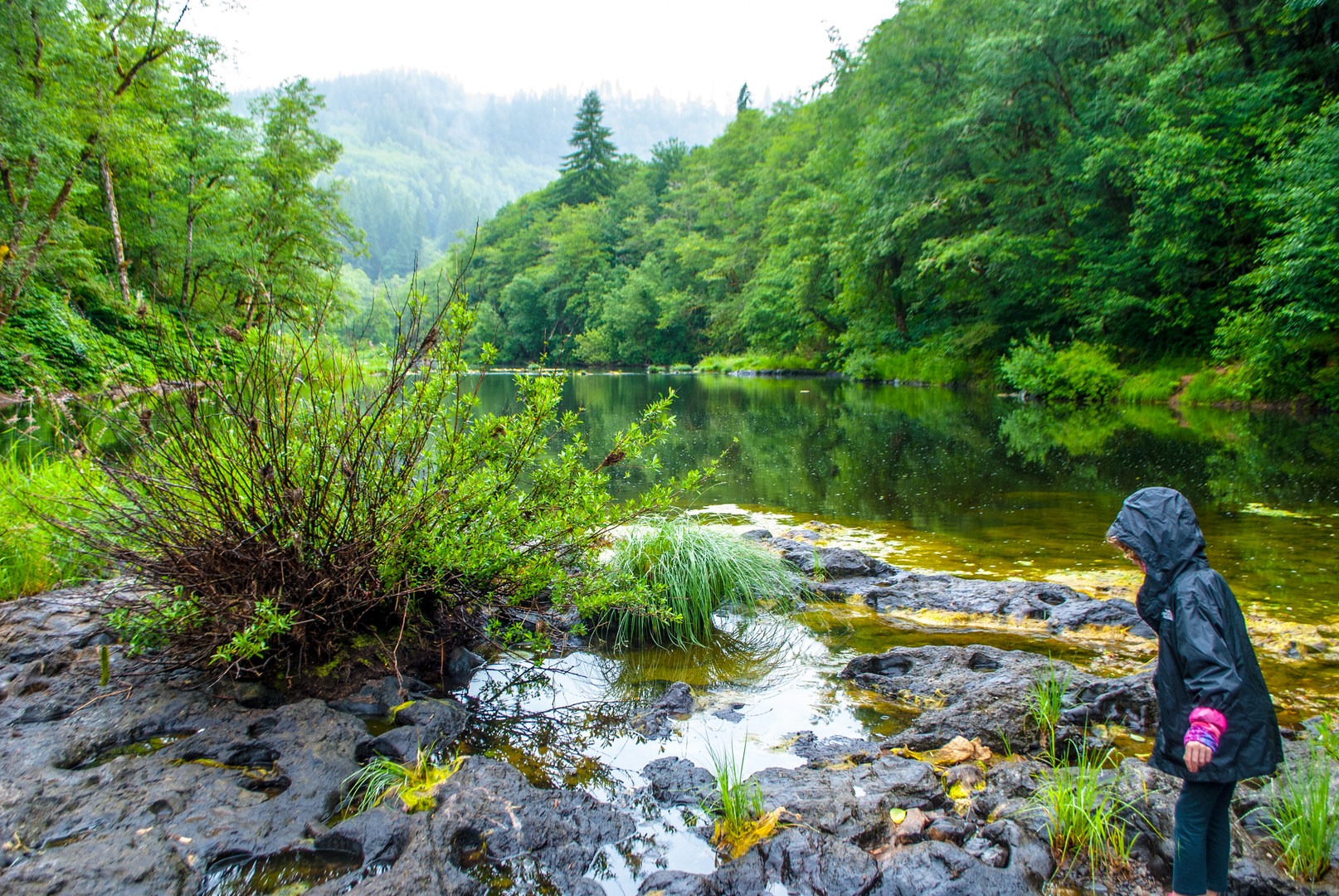 Hunting for salamanders at Nehalem Falls Campground.